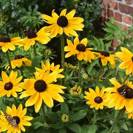 Der Historische Silberhof Von 1856 Pellworm