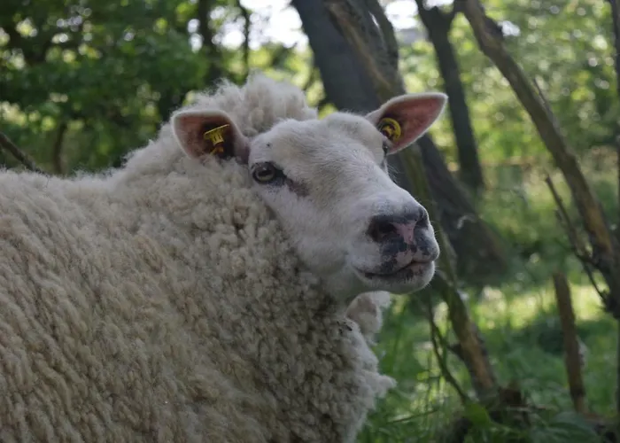 Ferienhaus Der Historische Silberhof Von 1856