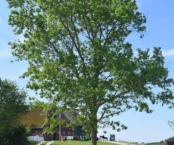 Der Historische Silberhof Von 1856 Ferienhaus Pellworm